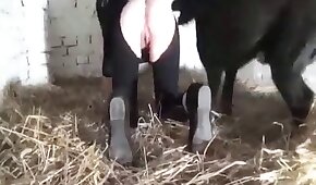 sexo de cachorro,animal fode garota